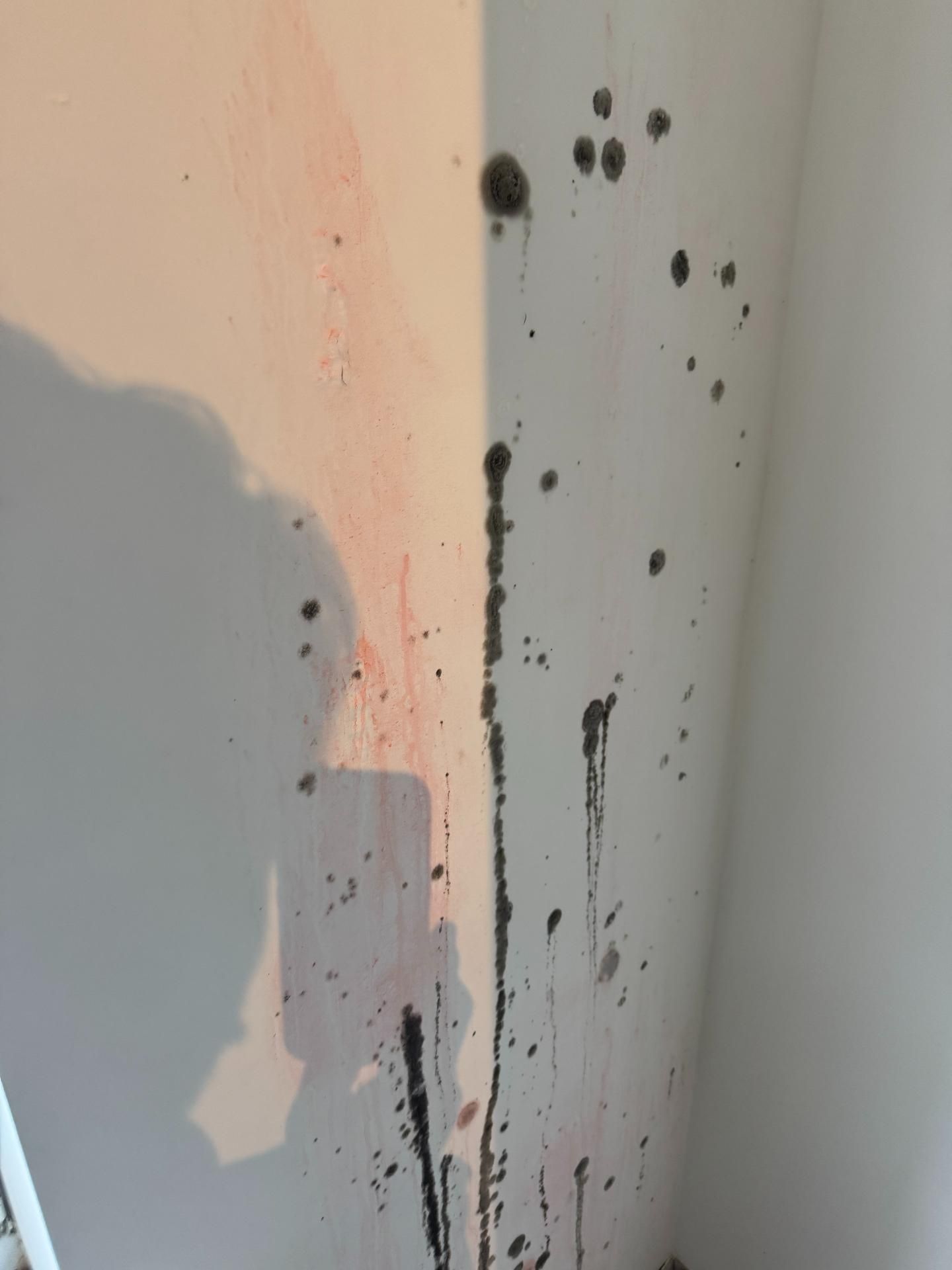 Umor Behandeling Schimmel In Kelder 3