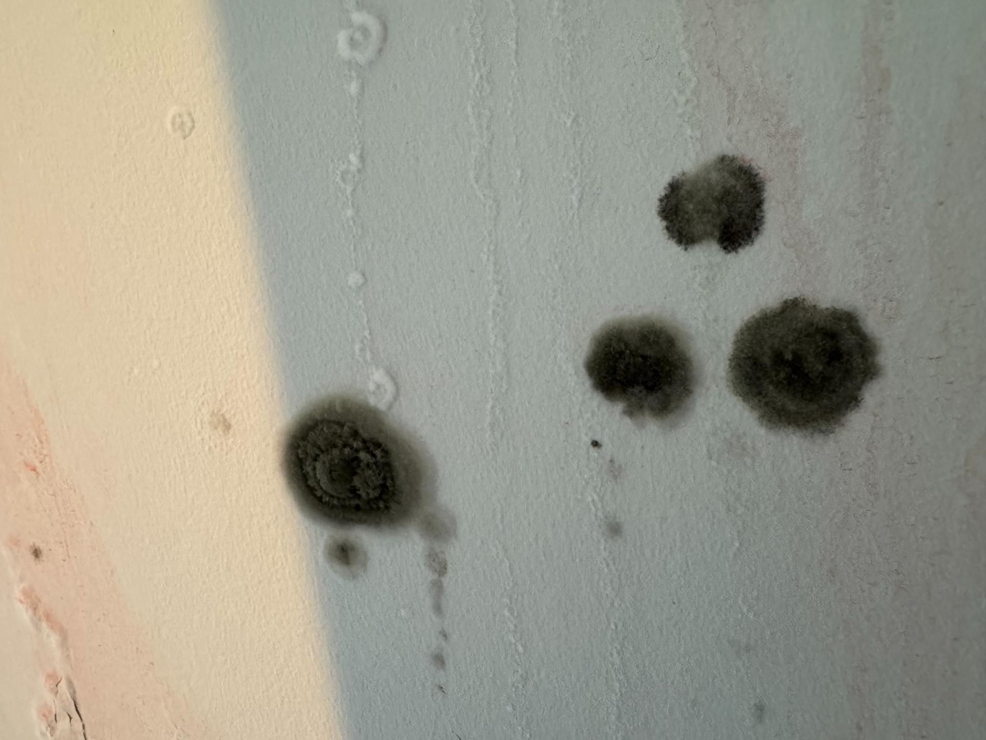 Umor Behandeling Schimmel In Kelder 2